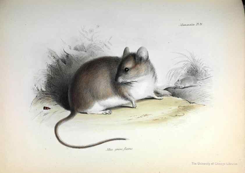 Reproducción/Reproduction 8386023683: The zoology of the voyage of H.M.S. Beagle .... London,Smith, Elder & Co.,1838-