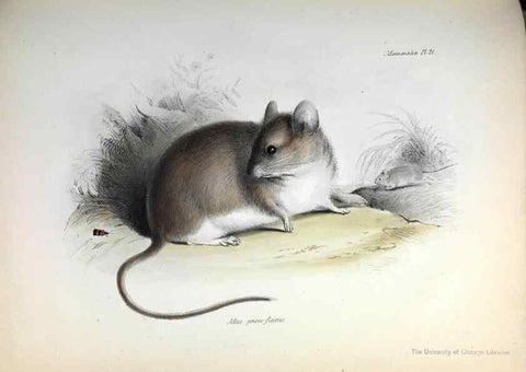 Reproducción/Reproduction 8386023683: The zoology of the voyage of H.M.S. Beagle .... London,Smith, Elder & Co.,1838-