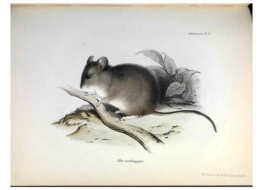 Reproducción/Reproduction 8387110026: The zoology of the voyage of H.M.S. Beagle .... London,Smith, Elder & Co.,1838-