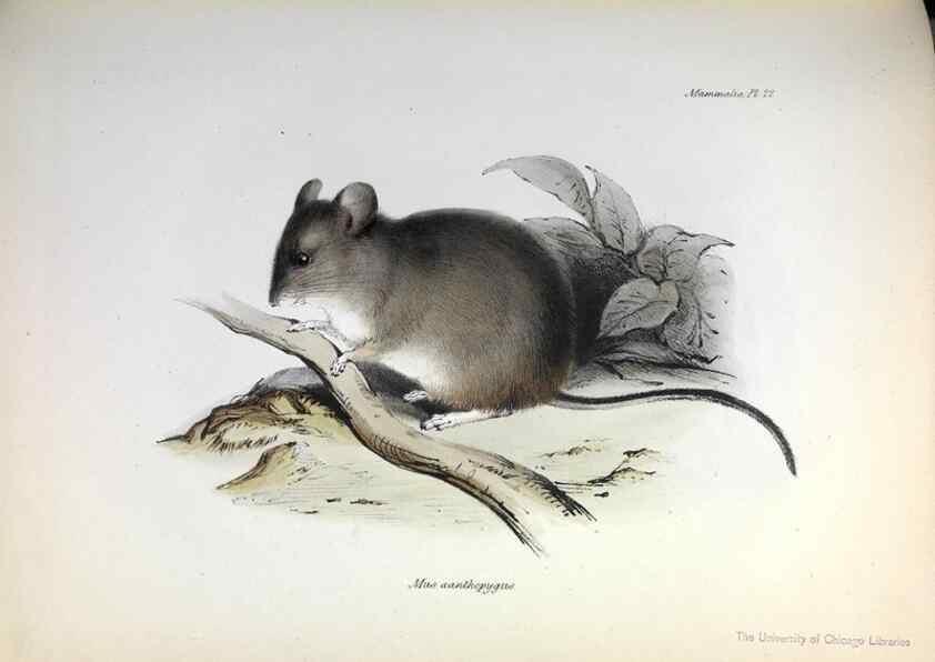 Reproducción/Reproduction 8387110026: The zoology of the voyage of H.M.S. Beagle .... London,Smith, Elder & Co.,1838-