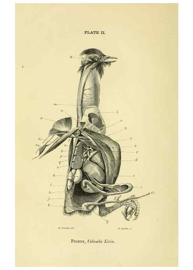 Reproducción/Reproduction 8392438370: Forms of animal life;. Oxford,Clarendon press,1870.