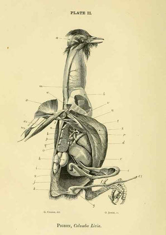 Reproducción/Reproduction 8392438370: Forms of animal life;. Oxford,Clarendon press,1870.
