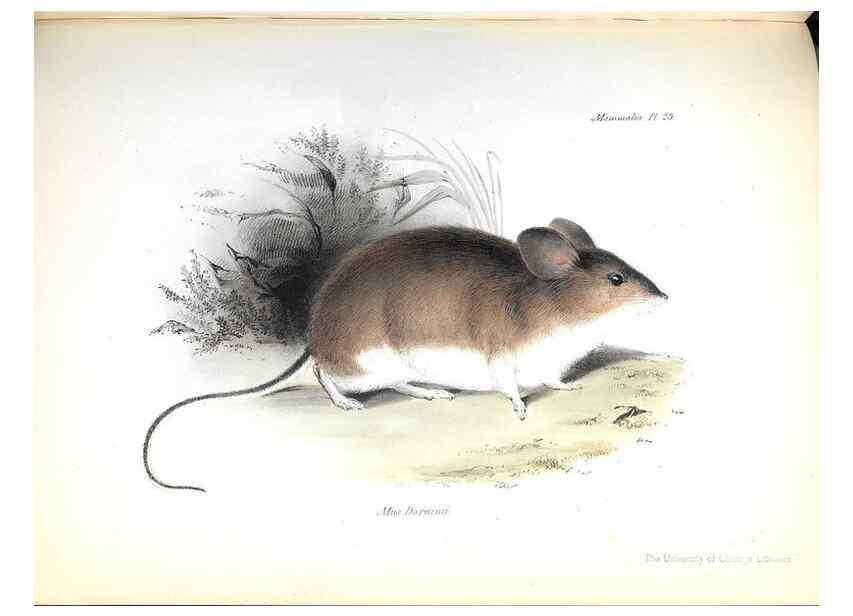 Reproducción/Reproduction 8387110834: The zoology of the voyage of H.M.S. Beagle .... London,Smith, Elder & Co.,1838-