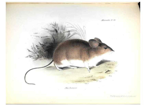 Reproducción/Reproduction 8387110834: The zoology of the voyage of H.M.S. Beagle .... London,Smith, Elder & Co.,1838-