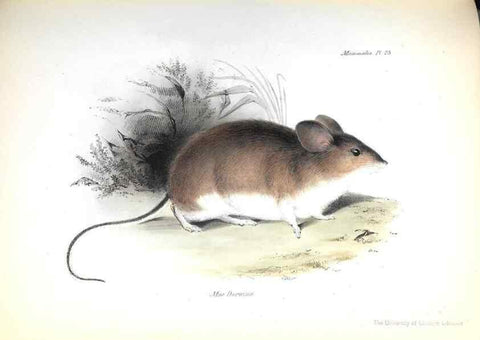 Reproducción/Reproduction 8387110834: The zoology of the voyage of H.M.S. Beagle .... London,Smith, Elder & Co.,1838-