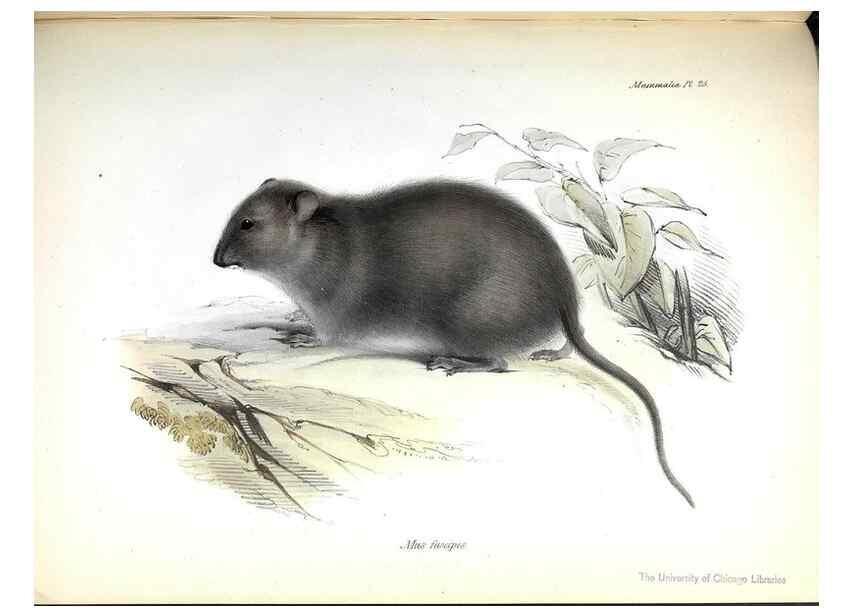 Reproducción/Reproduction 8386025793: The zoology of the voyage of H.M.S. Beagle .... London,Smith, Elder & Co.,1838-