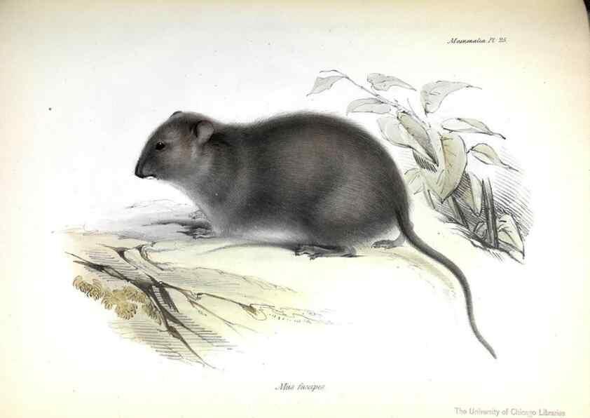 Reproducción/Reproduction 8386025793: The zoology of the voyage of H.M.S. Beagle .... London,Smith, Elder & Co.,1838-