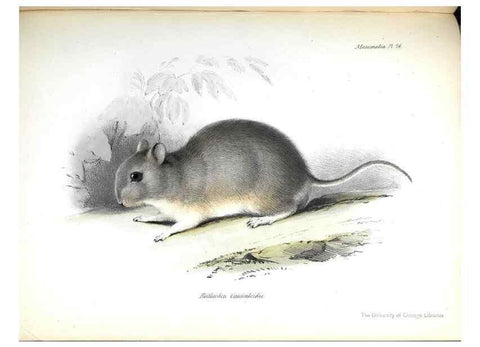 Reproducción/Reproduction 8387112158: The zoology of the voyage of H.M.S. Beagle .... London,Smith, Elder & Co.,1838-