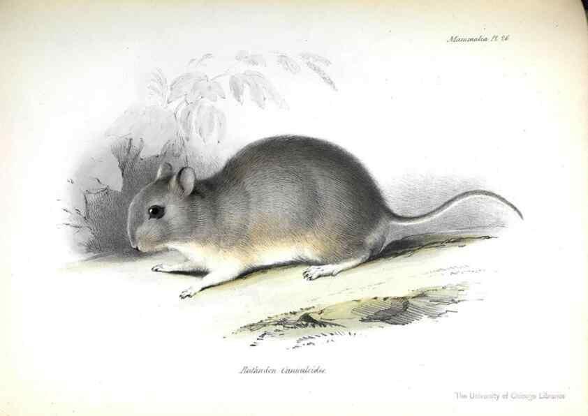 Reproducción/Reproduction 8387112158: The zoology of the voyage of H.M.S. Beagle .... London,Smith, Elder & Co.,1838-