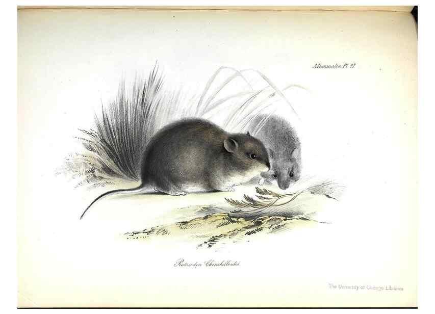Reproducción/Reproduction 8387112578: The zoology of the voyage of H.M.S. Beagle .... London,Smith, Elder & Co.,1838-