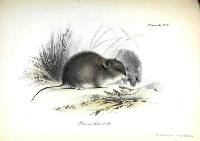 Reproducción/Reproduction 8387112578: The zoology of the voyage of H.M.S. Beagle .... London,Smith, Elder & Co.,1838-