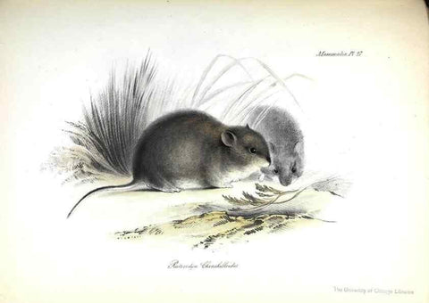 Reproducción/Reproduction 8387112578: The zoology of the voyage of H.M.S. Beagle .... London,Smith, Elder & Co.,1838-