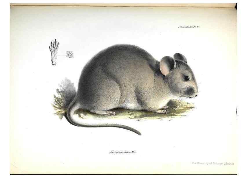 Reproducción/Reproduction 8387113064: The zoology of the voyage of H.M.S. Beagle .... London,Smith, Elder & Co.,1838-
