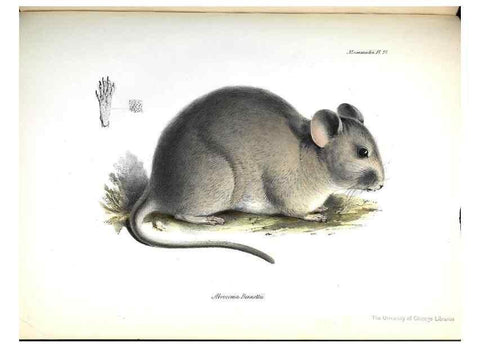 Reproducción/Reproduction 8387113064: The zoology of the voyage of H.M.S. Beagle .... London,Smith, Elder & Co.,1838-