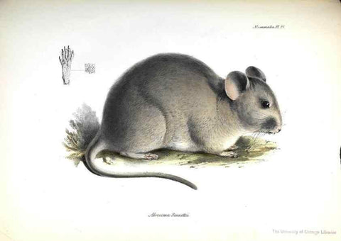 Reproducción/Reproduction 8387113064: The zoology of the voyage of H.M.S. Beagle .... London,Smith, Elder & Co.,1838-