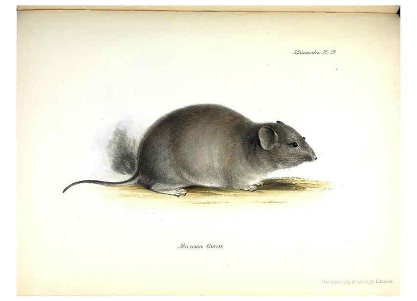 Reproducción/Reproduction 8386027423: The zoology of the voyage of H.M.S. Beagle .... London,Smith, Elder & Co.,1838-