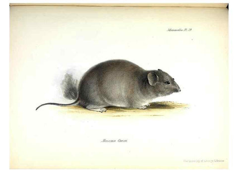 Reproducción/Reproduction 8386027423: The zoology of the voyage of H.M.S. Beagle .... London,Smith, Elder & Co.,1838-