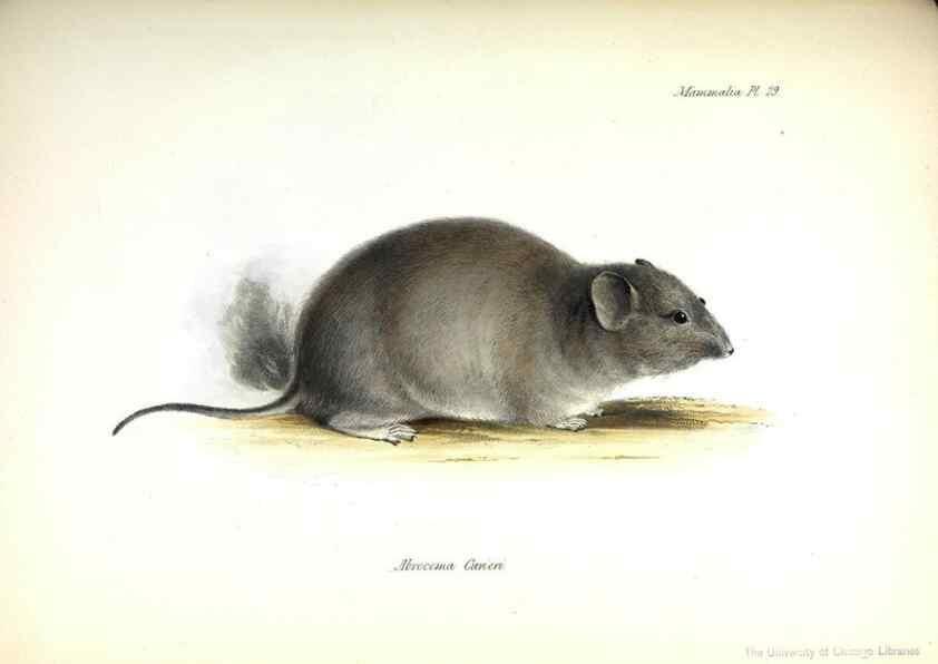 Reproducción/Reproduction 8386027423: The zoology of the voyage of H.M.S. Beagle .... London,Smith, Elder & Co.,1838-