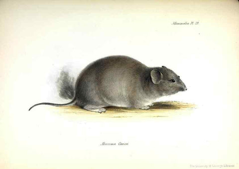 Reproducción/Reproduction 8386027423: The zoology of the voyage of H.M.S. Beagle .... London,Smith, Elder & Co.,1838-