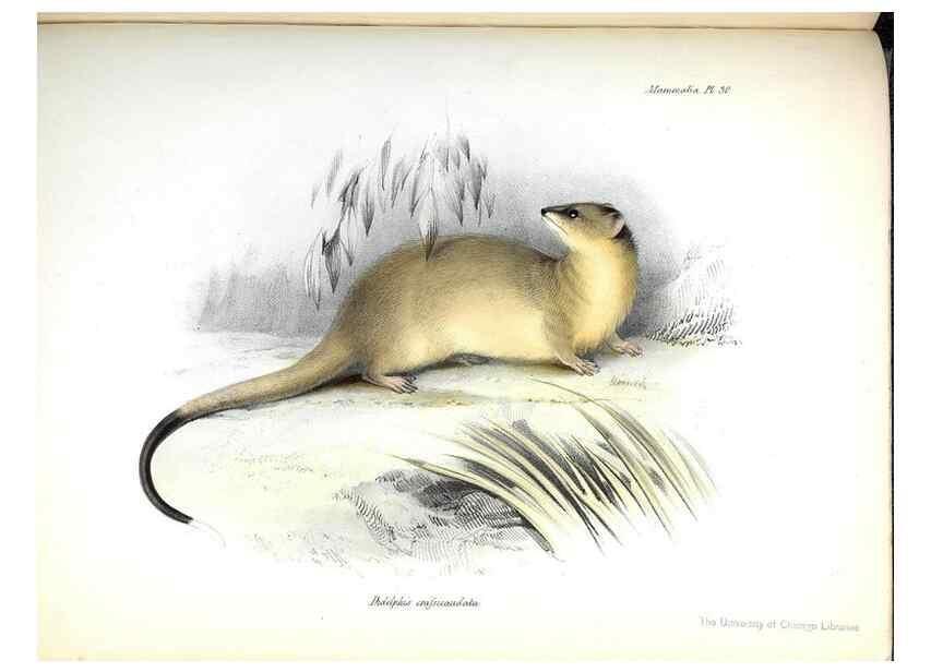 Reproducción/Reproduction 8386027817: The zoology of the voyage of H.M.S. Beagle .... London,Smith, Elder & Co.,1838-