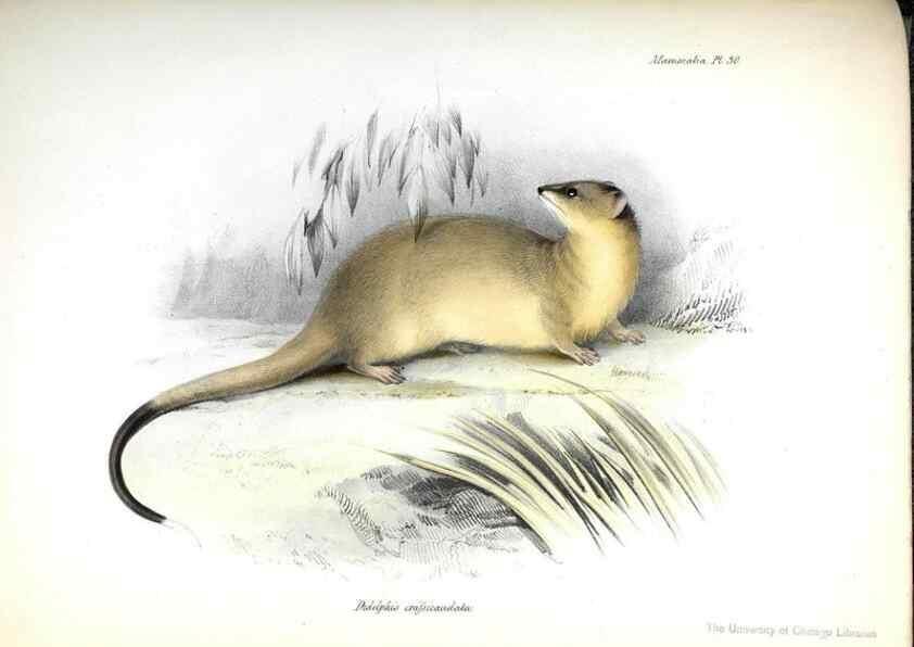 Reproducción/Reproduction 8386027817: The zoology of the voyage of H.M.S. Beagle .... London,Smith, Elder & Co.,1838-