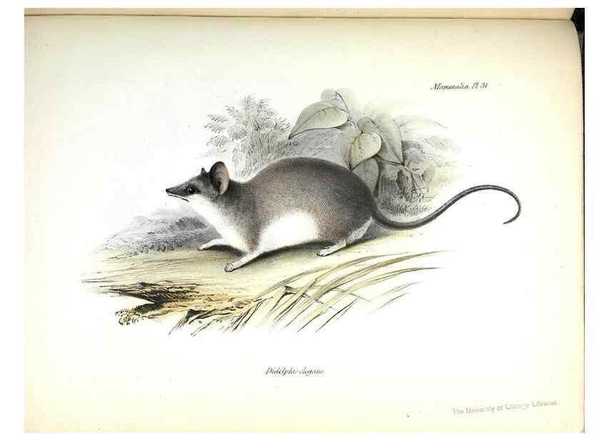 Reproducción/Reproduction 8386028229: The zoology of the voyage of H.M.S. Beagle .... London,Smith, Elder & Co.,1838-