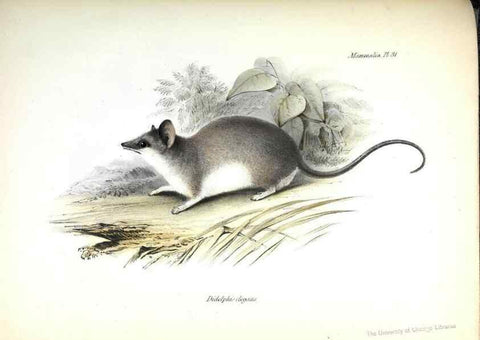 Reproducción/Reproduction 8386028229: The zoology of the voyage of H.M.S. Beagle .... London,Smith, Elder & Co.,1838-