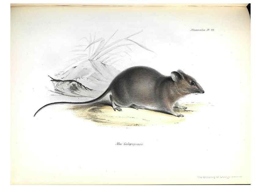 Reproducción/Reproduction 8386025459: The zoology of the voyage of H.M.S. Beagle .... London,Smith, Elder & Co.,1838-
