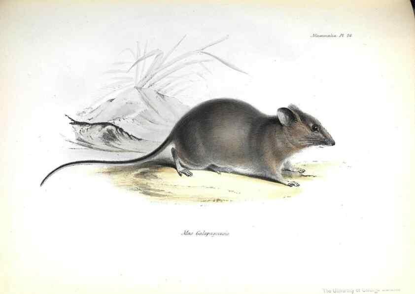 Reproducción/Reproduction 8386025459: The zoology of the voyage of H.M.S. Beagle .... London,Smith, Elder & Co.,1838-