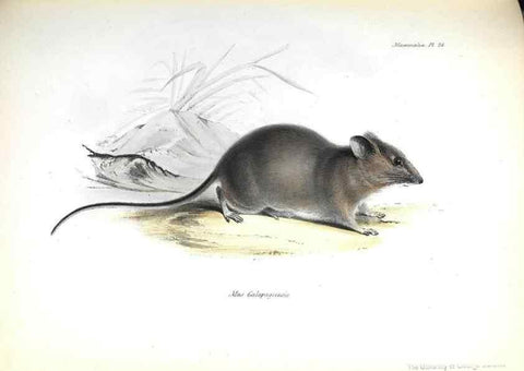 Reproducción/Reproduction 8386025459: The zoology of the voyage of H.M.S. Beagle .... London,Smith, Elder & Co.,1838-