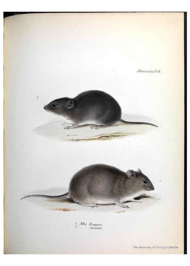 Reproducción/Reproduction 8387107234: The zoology of the voyage of H.M.S. Beagle .... London,Smith, Elder & Co.,1838-