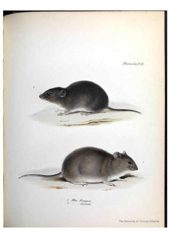 Reproducción/Reproduction 8387107234: The zoology of the voyage of H.M.S. Beagle .... London,Smith, Elder & Co.,1838-