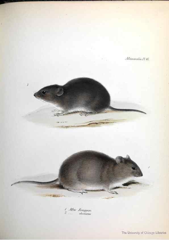 Reproducción/Reproduction 8387107234: The zoology of the voyage of H.M.S. Beagle .... London,Smith, Elder & Co.,1838-
