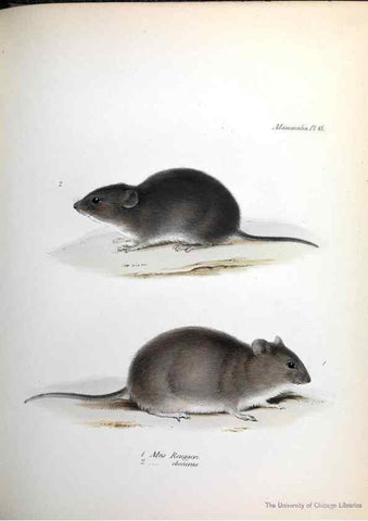 Reproducción/Reproduction 8387107234: The zoology of the voyage of H.M.S. Beagle .... London,Smith, Elder & Co.,1838-