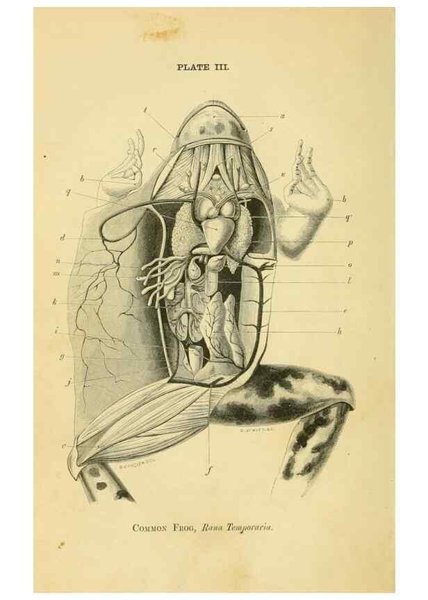Reproducción/Reproduction 8391354287: Forms of animal life;. Oxford,Clarendon press,1870.