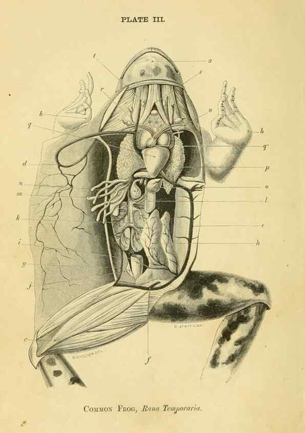 Reproducción/Reproduction 8391354287: Forms of animal life;. Oxford,Clarendon press,1870.