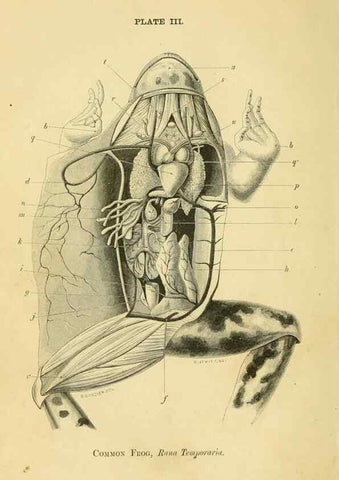 Reproducción/Reproduction 8391354287: Forms of animal life;. Oxford,Clarendon press,1870.