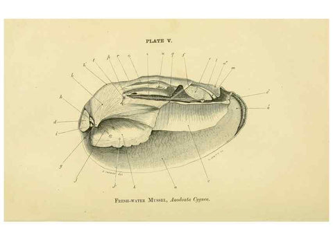 Reproducción/Reproduction 8392439958: Forms of animal life;. Oxford,Clarendon press,1870.