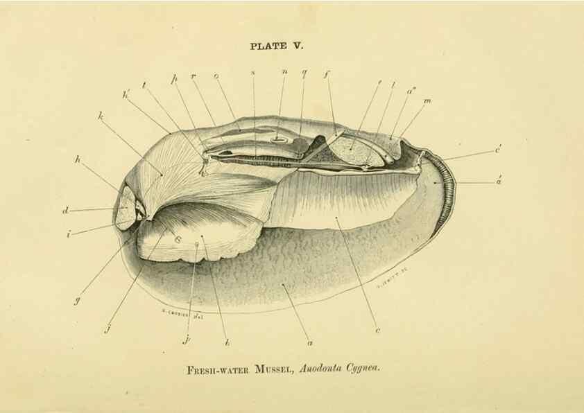 Reproducción/Reproduction 8392439958: Forms of animal life;. Oxford,Clarendon press,1870.