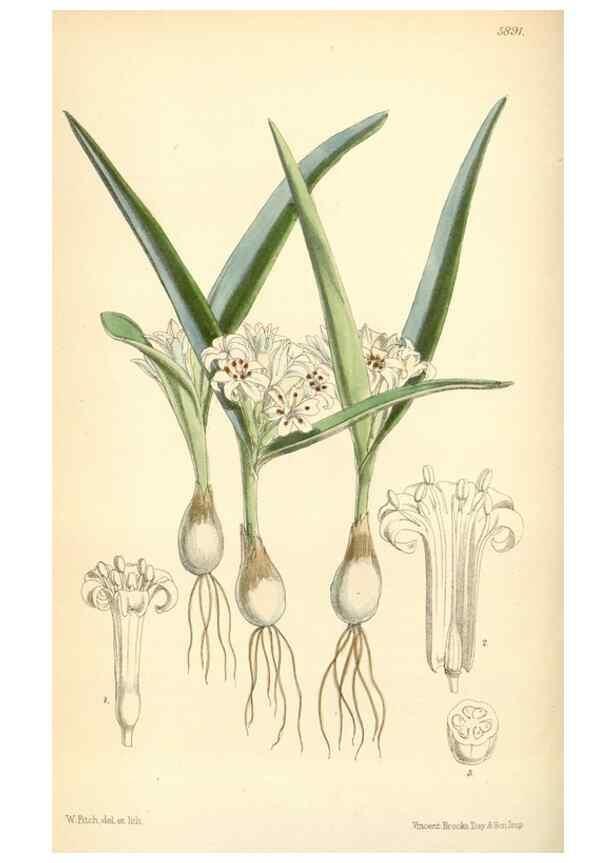 Reproducción/Reproduction 8393027678: Curtis's botanical magazine.. London ;New York [etc.] :Academic Press [etc.]