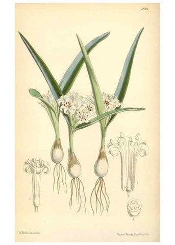 Reproducción/Reproduction 8393027678: Curtis's botanical magazine.. London ;New York [etc.] :Academic Press [etc.]