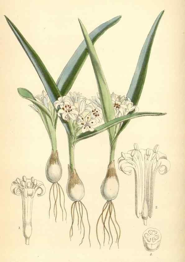 Reproducción/Reproduction 8393027678: Curtis's botanical magazine.. London ;New York [etc.] :Academic Press [etc.]