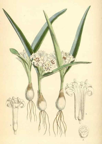 Reproducción/Reproduction 8393027678: Curtis's botanical magazine.. London ;New York [etc.] :Academic Press [etc.]