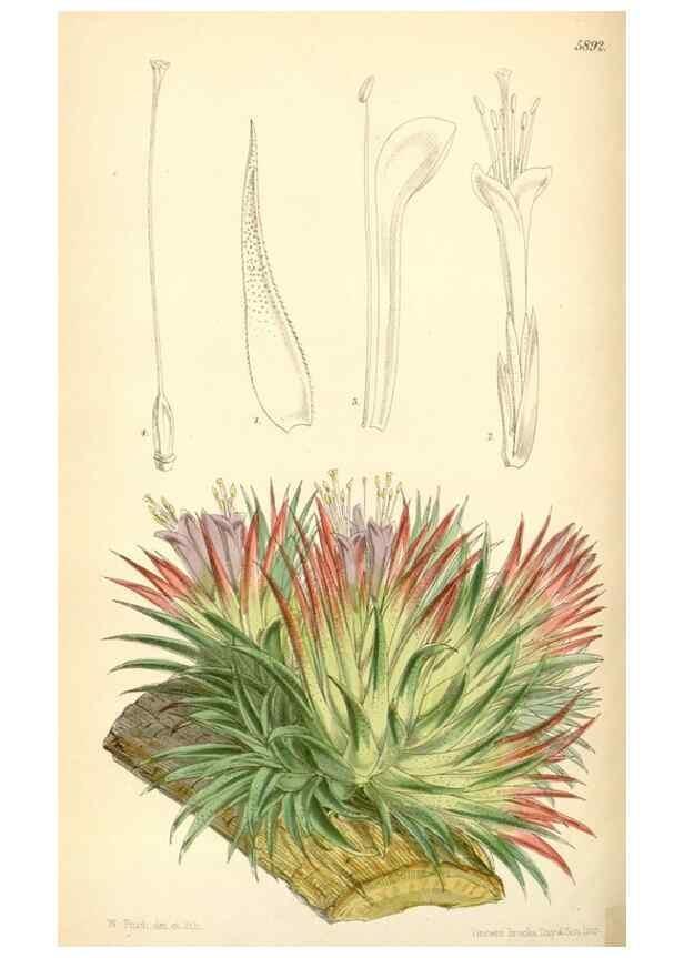Reproducción/Reproduction 8393028582: Curtis's botanical magazine.. London ;New York [etc.] :Academic Press [etc.]