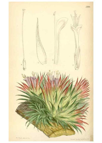 Reproducción/Reproduction 8393028582: Curtis's botanical magazine.. London ;New York [etc.] :Academic Press [etc.]