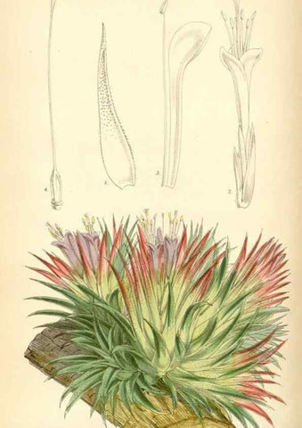 Reproducción/Reproduction 8393028582: Curtis's botanical magazine.. London ;New York [etc.] :Academic Press [etc.]