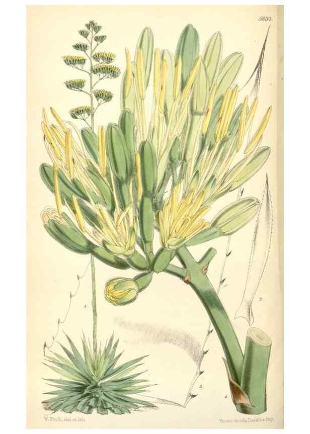 Reproducción/Reproduction 8391946651: Curtis's botanical magazine.. London ;New York [etc.] :Academic Press [etc.]