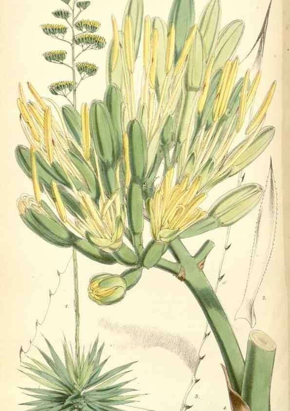 Reproducción/Reproduction 8391946651: Curtis's botanical magazine.. London ;New York [etc.] :Academic Press [etc.]