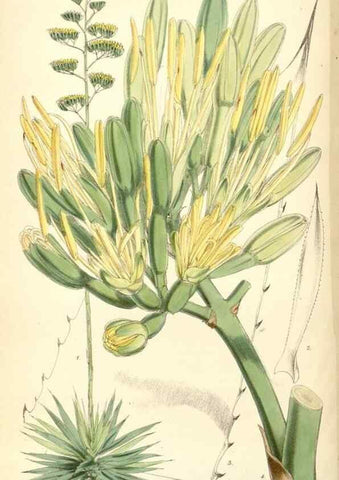 Reproducción/Reproduction 8391946651: Curtis's botanical magazine.. London ;New York [etc.] :Academic Press [etc.]