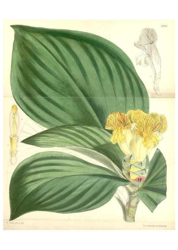 Reproducción/Reproduction 8393030150: Curtis's botanical magazine.. London ;New York [etc.] :Academic Press [etc.]